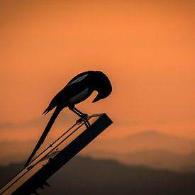 Ekster buigt voor de zonsondergang van Ronald Huijben