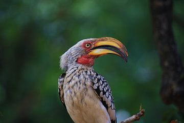  Hoornvogel Afrika