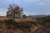 Landschap bij de Posbank