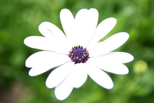 The White Daisy