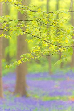 Beuk met vers groen blad in een wilde hyacinten bos in het voorjaar