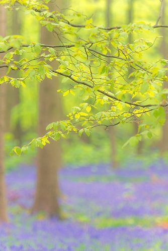 Beuk met vers groen blad in een wilde hyacinten bos in het voorjaar