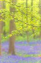 Beech tree with fresh green leaves in a Bluebell forest during springtime by Sjoerd van der Wal Photography thumbnail