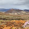 Paysage volcanique Berserkjahraun, Snæfellsnes Iceland sur Frank Fichtmüller