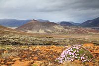 Vulkanisch landschap Berserkjahraun, Snæfellsnes IJsland