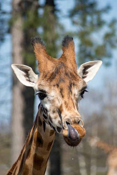Giraffe von Andrea Ooms