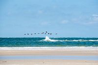 Strandvogels