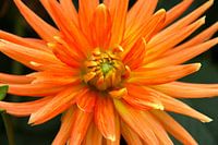Oranje