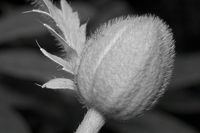 Spring poppy by Frank Heinz