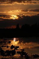 Kubanische Mangrove