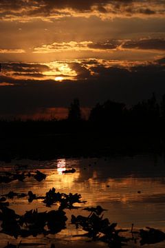 Cubaanse mangrove van Hannelore