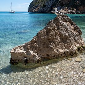 Möwe auf einem Felsen betrachtet die Küste von Adriana Mueller