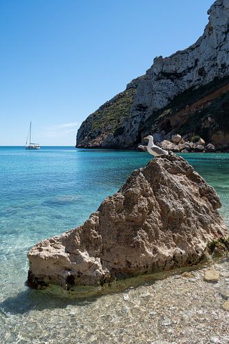 Meeuw op een rots bekijkt de kust