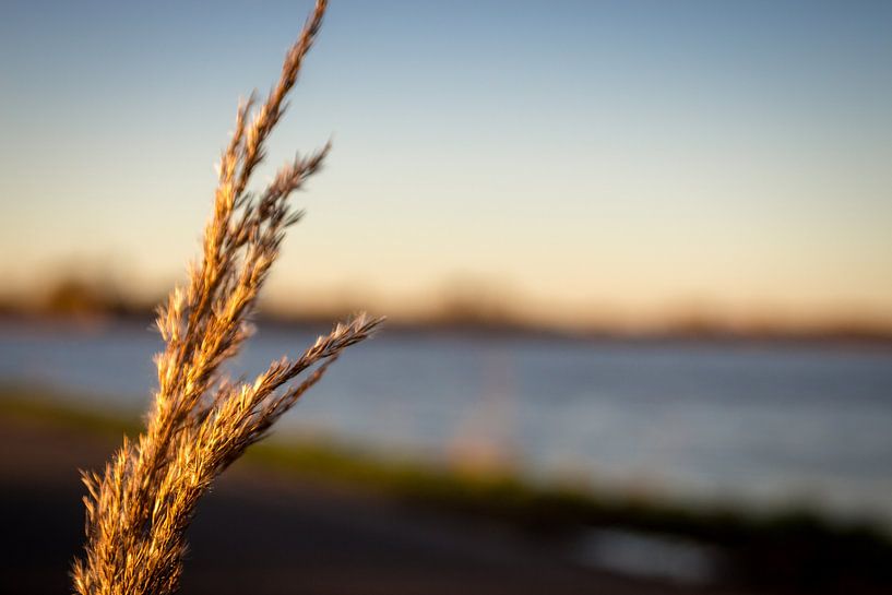 Rietpluim bij het meer van thomaswphotography