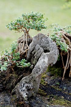 Mini-Bonsai
