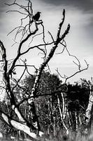 Where bait is flying crows