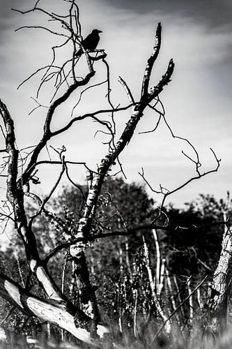 Wo der Köder fliegt, sind Krähen.