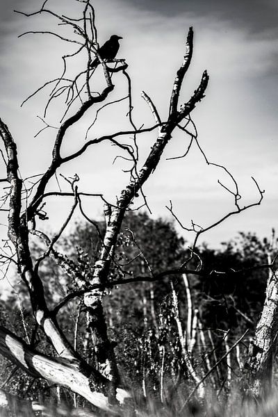 Where bait is flying crows by Evita Pierik