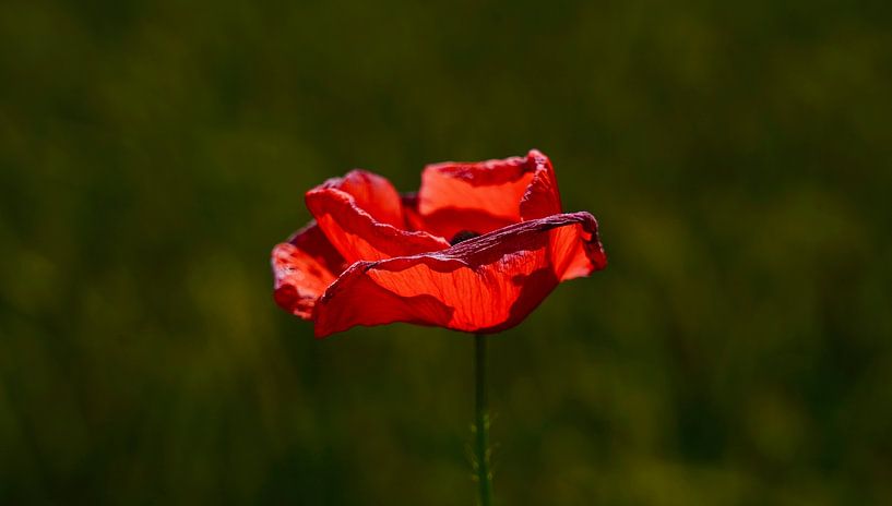 Poppy in the sun by HGU Foto