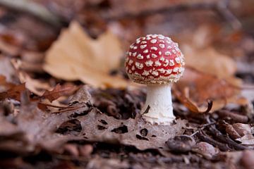 Young Fly agaric in autumn
