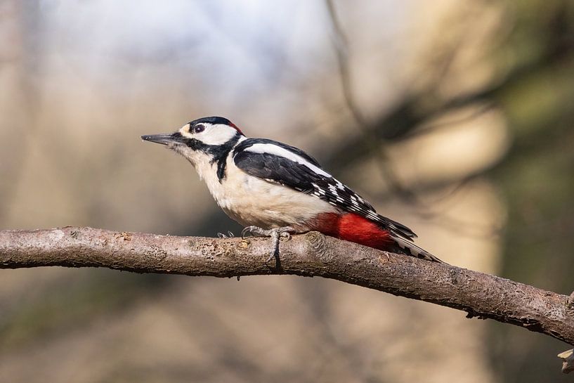 Pic épeiche sur une branche. par Janny Beimers