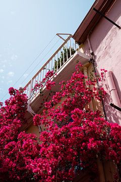 Bouganville mit französischem Balkon in Collioure von Myrthe Slootjes