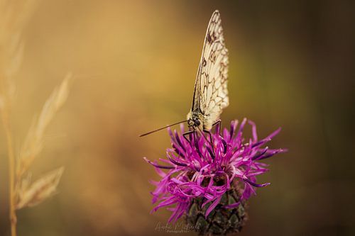 Schmetterling von Andre Michaelis