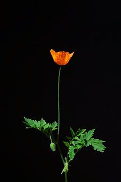California poppy by Atelier Meta Scheltes