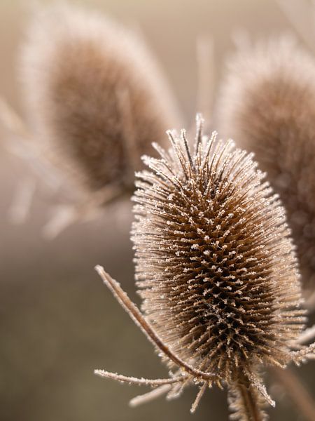 la nature est mûre par MvdP fotografie