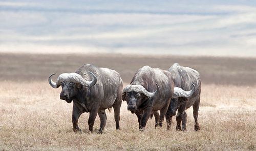 Buffels bedekt met modder op de vlakte van de Ngorongorokrater, Tanzania.