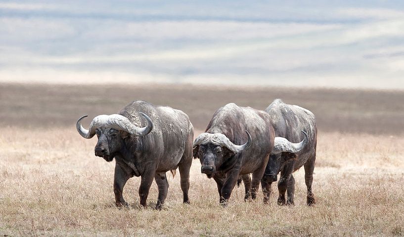 Des buffles couverts de boue dans les plaines du cratère du Ngorongoro, en Tanzanie. par Louis en Astrid Drent Fotografie