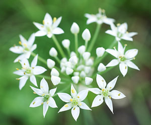 Weißer Knoblauch Schnittlauch Cluster