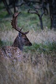 Hirsche in den Dünen von Patricia Van Roosmalen