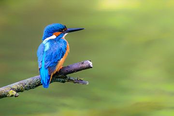 Common kingfisher (Alcedo atthis) male sitting on a branch by Sjoerd van der Wal Photography