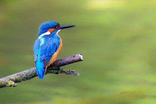 IJsvogel zittend op een tak met uitzicht op een kleine vijver