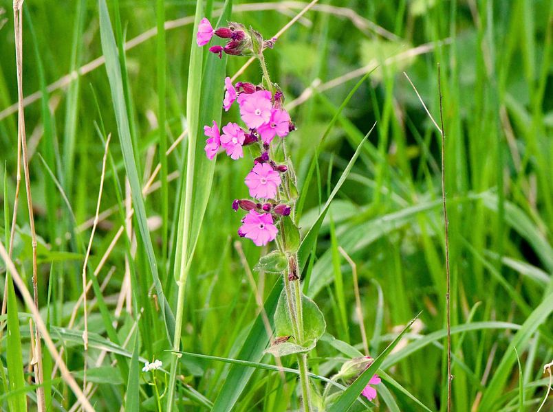 Meadowflower by Josef Schütte