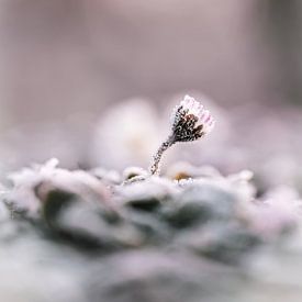 Frozen in time sur Robby's fotografie