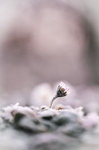 Frozen in time