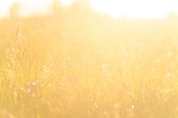 Kievitsbloem in een weide in het voorjaar
