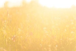 Schachblume auf einer Frühlingswiese