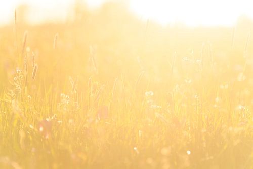 La fritillaire pintade(Fritillaria meleagris) dans une prairie p