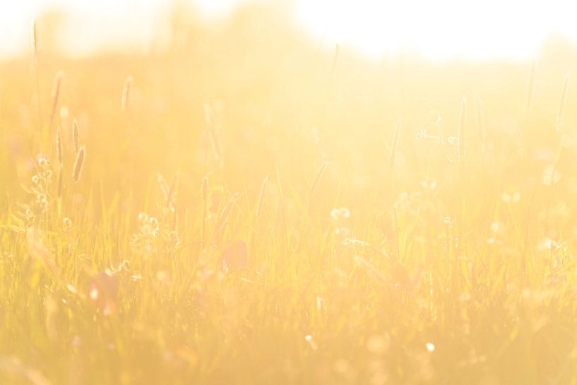 Snake's Head Fritillary (Fritillaria meleagris) in a meadow duri by Sjoerd van der Wal Photography