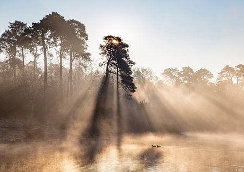 Lever de soleil avec brouillard et canards