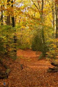 Nederland in herfstkleuren. van Arnold Loorbach Photography