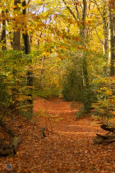 The Netherlands in autumn colours. by Arnold Loorbach Photography