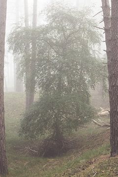 Matinée brumeuse dans la forêt ! sur Peter Haastrecht, van