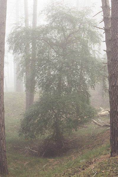 Foggy morning in the forest! by Peter Haastrecht, van