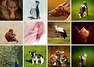 Tiercollage