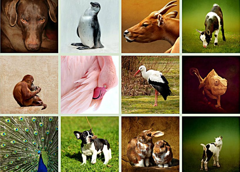 Tiercollage von Heike Hultsch