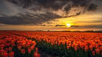 Oranje